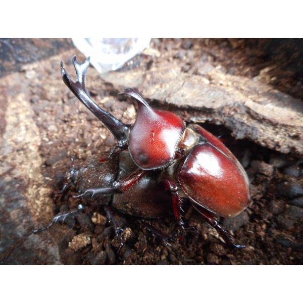 天然カブトムシ 岡山産