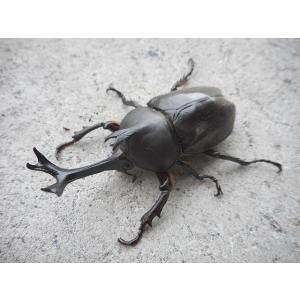 カブトムシ 幼虫 岡山産の詳細画像1