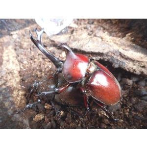 カブトムシ 幼虫 岡山産の詳細画像1