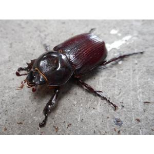 ★レア種★ コカブトムシ ♂単品 岡山産