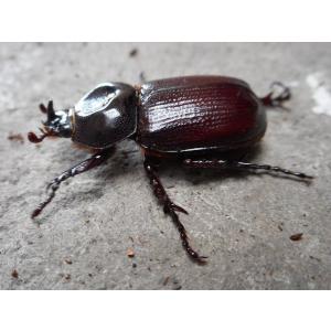 ★レア種★ コカブトムシ ♂単品 岡山産の詳細画像1