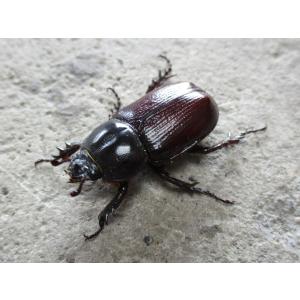 ★レア種★ コカブトムシ 単品 岡山産の詳細画像1