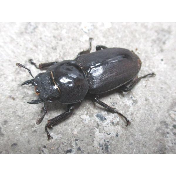 天然コクワガタ ♀単品 岡山産