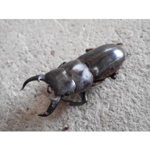 天然ヒラタクワガタ 小〜中型♂単品 岡山産の詳細画像1
