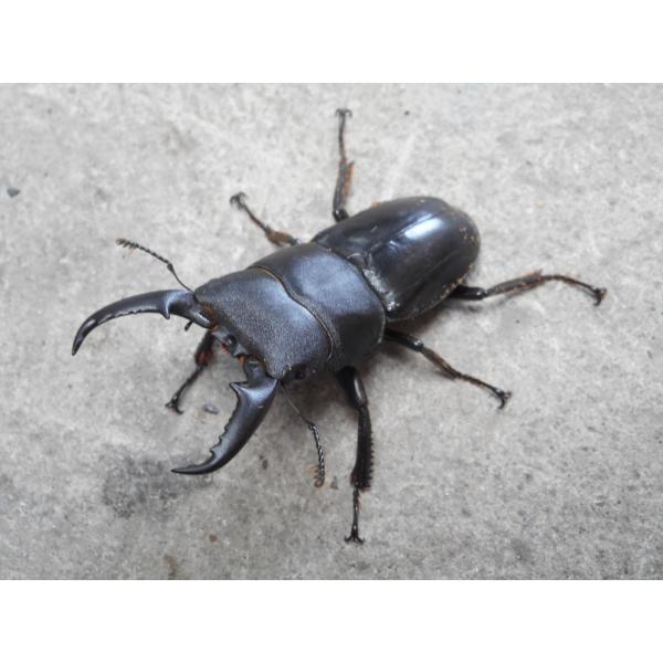 天然ヒラタクワガタ 大型♂50mm〜単品 岡山産