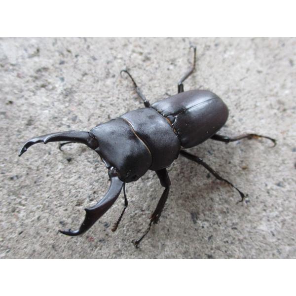 ★特価★ 天然コクワガタ ♂のみ3〜5匹セット 岡山産