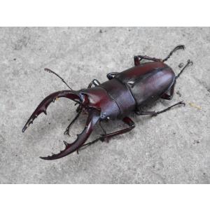 天然 ノコギリクワガタ 中型ペア おまけ♂付き3~4匹セット