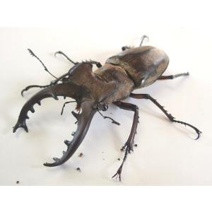 天然ミヤマクワガタ 特大♂65mm〜ペア 岡山産