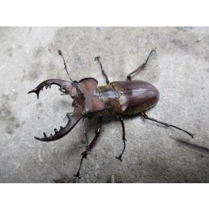 天然ミヤマクワガタ 大型♂60mm〜ペア おまけ小型♂付き