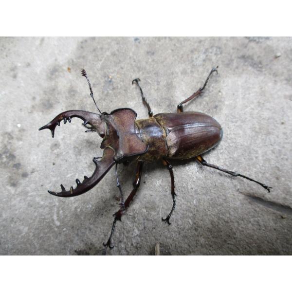 天然ミヤマクワガタ 大型♂60mm〜単品 岡山産