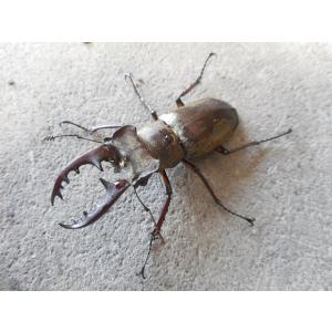 天然ミヤマクワガタ 中型♂ペア 岡山産