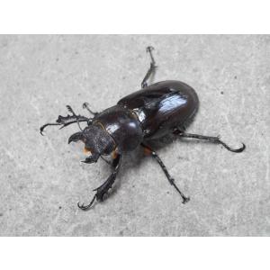 天然ミヤマクワガタ ♀単品 岡山産の商品画像