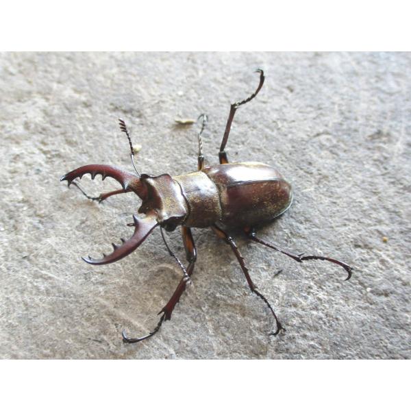 天然ミヤマクワガタ 小型♂ 単品 岡山産