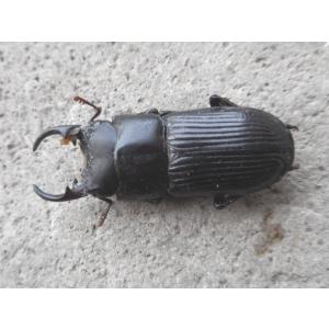 天然ネブトクワガタ ♂単品 岡山産の詳細画像2