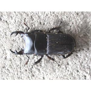 天然ネブトクワガタ ♂単品 岡山産の詳細画像4