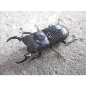 天然ネブトクワガタ ♂単品 岡山産の詳細画像1