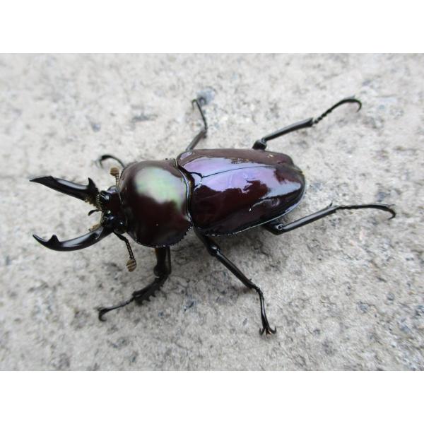 紫紺パープル系 ニジイロクワガタ 中型♂ペア クイーンズランド産