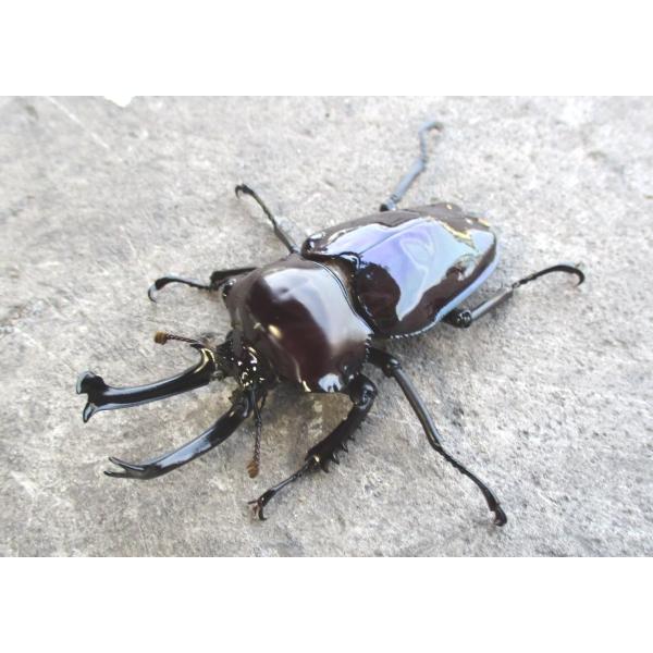 紫紺パープル系 ニジイロクワガタ 大型♂50mm〜ペア クイーンズランド産