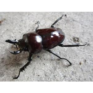 紫紺パープル系 ニジイロクワガタ 小型♂ペア クイーンズランド産