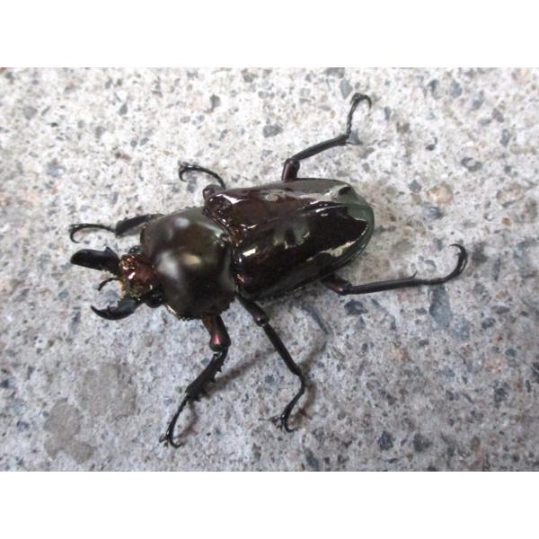 ブラウン系 ニジイロクワガタ 小型♂ペア クイーンズランド産