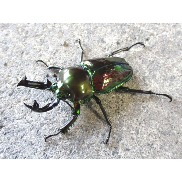 ピカール血統 ニジイロクワガタ 大型♂50mm〜ペア クイーンズランド産