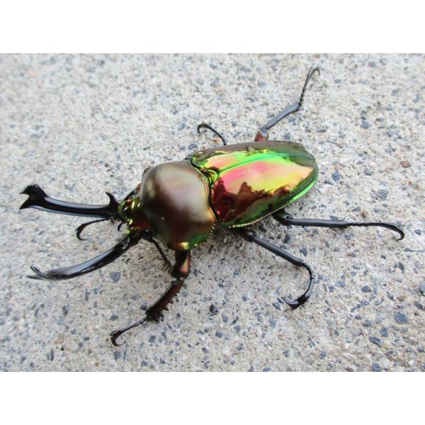 ニジイロクワガタ 大型♂50mm〜ペア クイーンズランド産