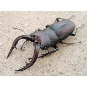 天然ノコギリクワガタ 大型♂60〜64mm単品 岡山産