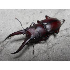 天然ノコギリクワガタ 中型♂単品 岡山産の詳細画像1