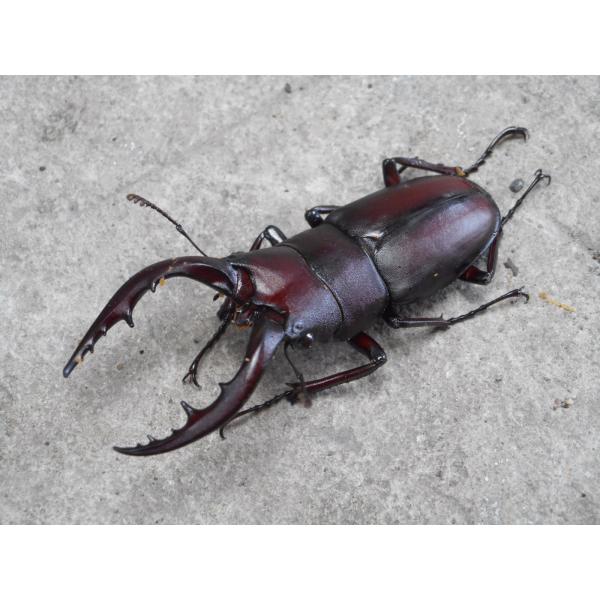 天然ノコギリクワガタ 中型♂大歯ペア おまけ小型♂付き 岡山産