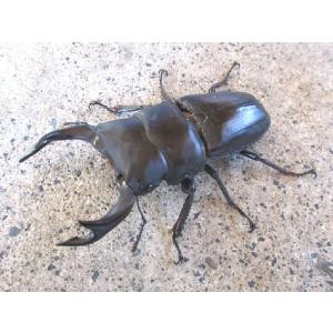 久留米産オオクワガタ 特大♂80mmペア