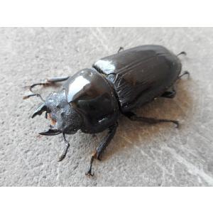 佐賀産中原DNA血統 オオクワガタ 中型♀単品