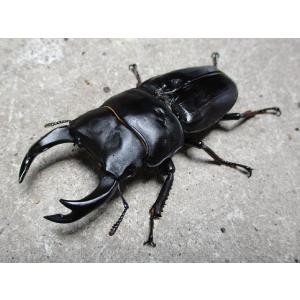 佐賀産中原DNA血統 オオクワガタ 大型♂70mm〜ペア