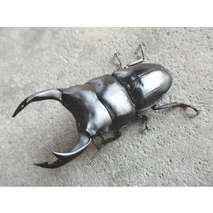 津山産オオクワガタ 大型♂70mm〜ペア