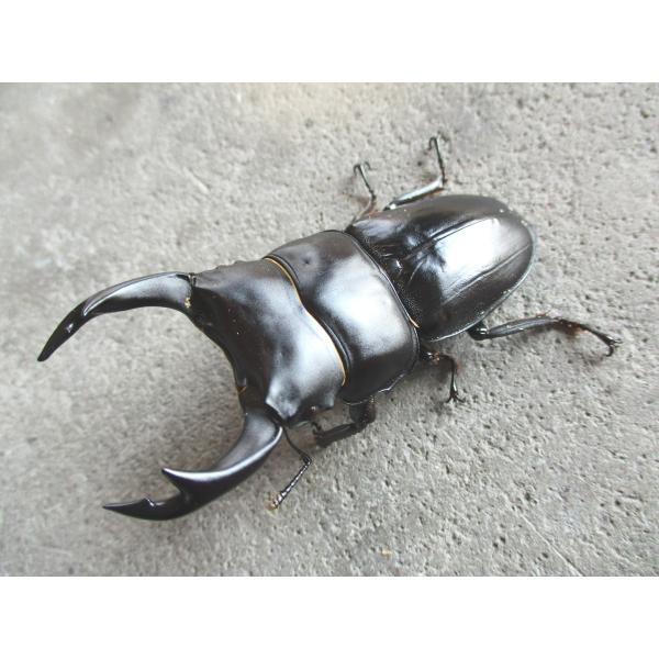 津山産オオクワガタ 大型♂70mm〜ペア