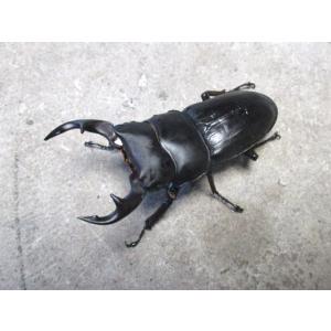 津山産オオクワガタ 小型♂55〜59mmペア