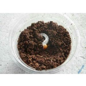 能勢産YG血統 オオクワガタ幼虫