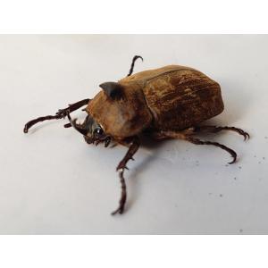 サビイロカブト ペア スラウェシ産