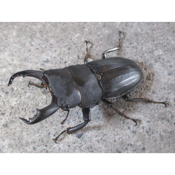 スジブトヒラタクワガタ 特大♂60mm〜ペア 奄美大島産