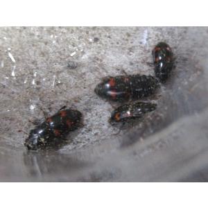 ★レア種★ 天然ヨツボシケシシキスイ ペア 岡山産