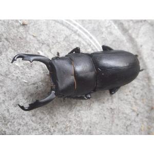 天然スジクワガタ 大型♂30mm〜ペア 岡山産