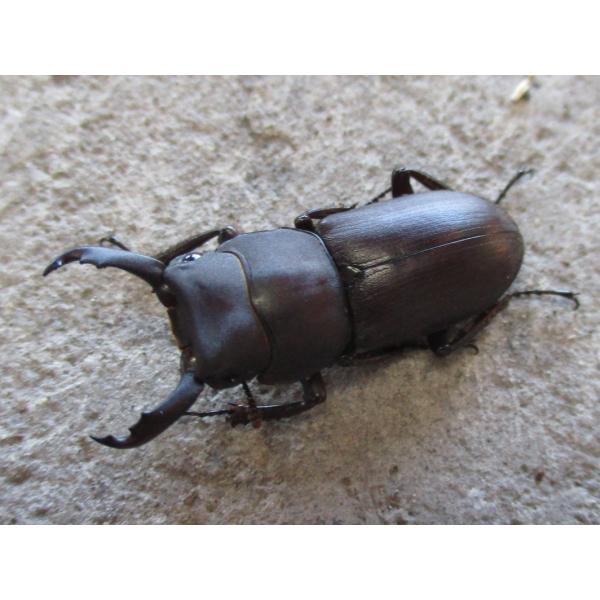 天然スジクワガタ ♂単品 岡山産