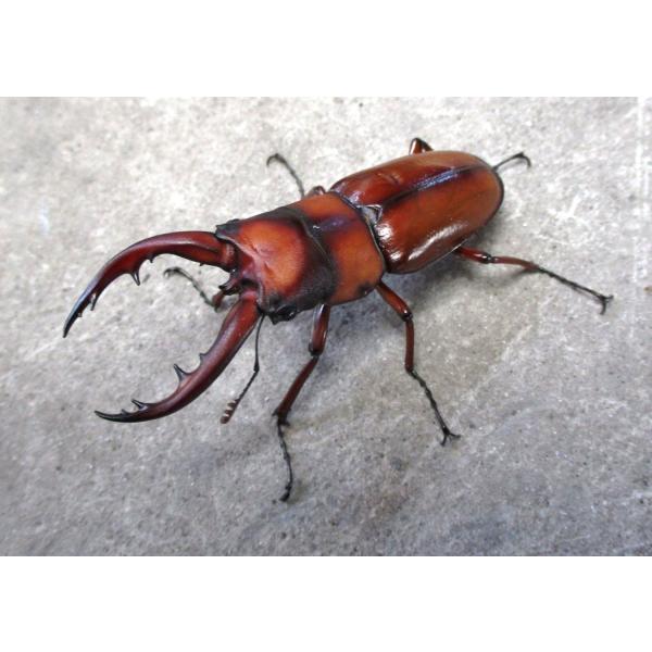 トカラノコギリクワガタ 中型♂ペア 悪石島産