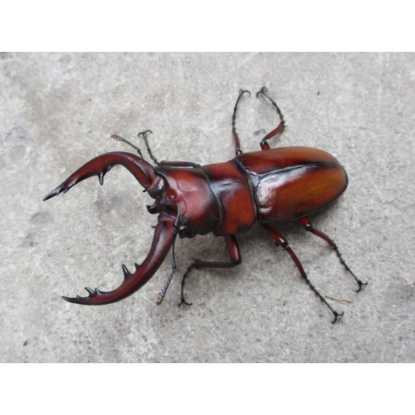 トカラノコギリクワガタ 大型♂60mm〜ペア 中之島産