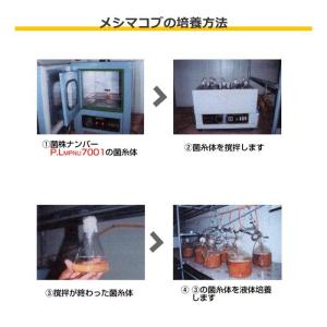 健康補助食品 キングメシマコブ高濃度抽出エキス 15袋 ストア 菌糸体 キノコ加工食品 P L7001