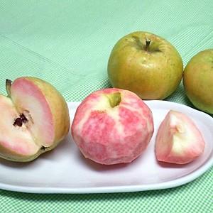 ピンクパール 1kg A Pi サンファーム 通販 Yahoo ショッピング