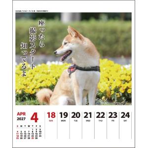 2027年度カレンダー 卓上 犬川柳(週めくり...の詳細画像1