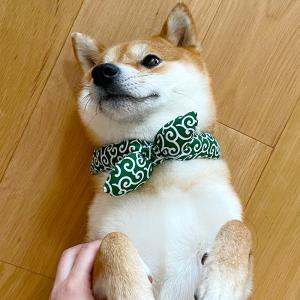 健康 スポーツアクセサリー セブ ペット SEV for PET'S 犬用 ルーパー