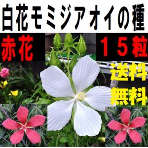 モミジアオイの種　白花・赤花　１5粒　送料無料　代引き不可　｜sungen-store