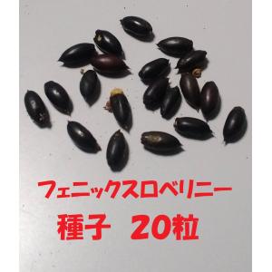 2023年度　採れたて　椰子の種２０粒　フェニックスロベリニー種　送料無料｜sungen-store