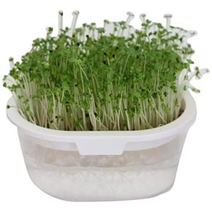 グリーンフィールドプロジェクト おうちでベジ~ブロッコリースプラウト種入~(ホワイト)